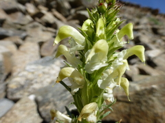 Pedicularis parryi