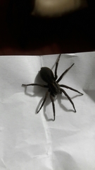 Araneae