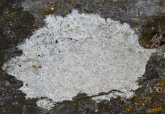 Bagliettoa calciseda