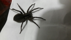 Araneae