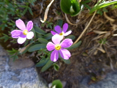 Primula angustifolia