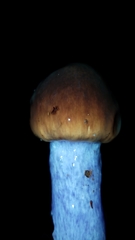 Cortinarius seidliae