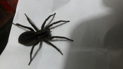 Araneae