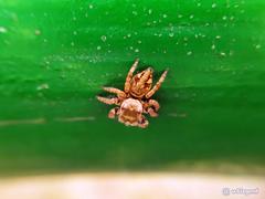 Carrhotus viduus