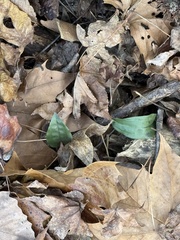 Matt Neidert, CC0, iNaturalist via GBIF Tipularia discolor, photograph Matt Neidert, CC0, iNaturalist via GBIF