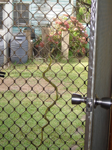 Common Tree Snake sighting