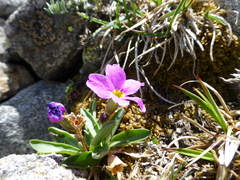 Primula angustifolia