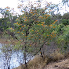 Grevillea pteridifolia