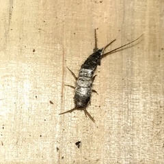 Allacrotelsa spinulata