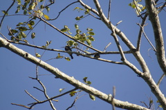 Brachygalba goeringi