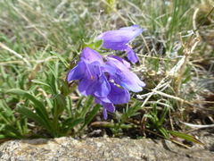 Penstemon hallii