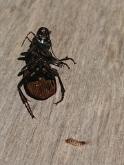 Anthrenocerus australis
