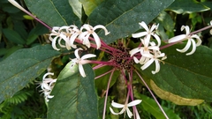 Clerodendrum quadriloculare