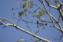 Brachygalba goeringi