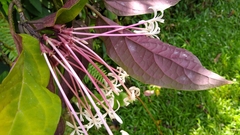 Clerodendrum quadriloculare