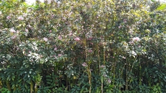 Clerodendrum quadriloculare