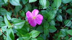 Heterotis rotundifolia