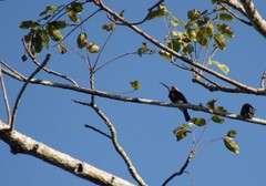 Brachygalba goeringi