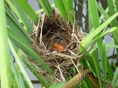 Chrysomus ruficapillus