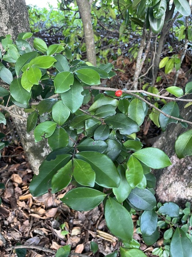Cedar Bay Cherry (Eugenia reinwardtiana)