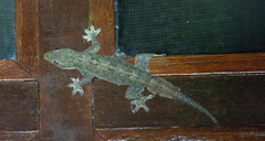 Hemidactylus platyurus