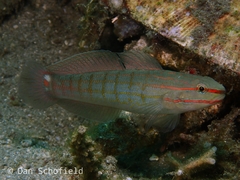 Amblygobius decussatus