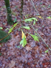 Crataegus spathulata