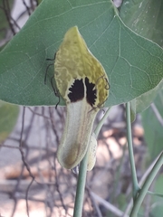Aristolochia tentaculata
