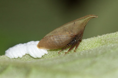 Enchenopa squamigera