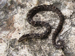 Xenodon rabdocephalus