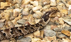 Xenodon rabdocephalus