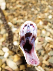 Xenodon rabdocephalus