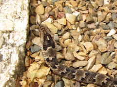 Xenodon rabdocephalus