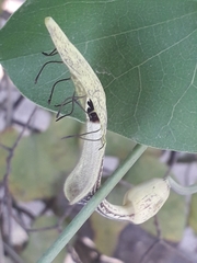 Aristolochia tentaculata