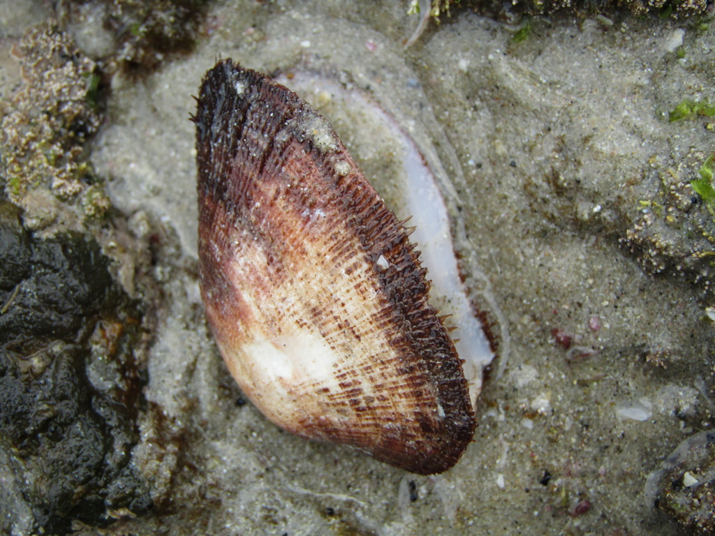 Barbatia novaezealandiae