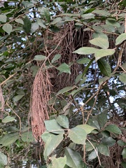 Magnoliopsida