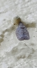 Flatoidinus punctatus