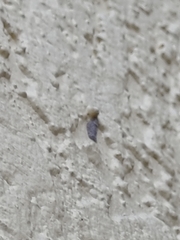 Flatoidinus punctatus