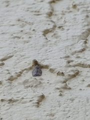 Flatoidinus punctatus