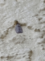 Flatoidinus punctatus