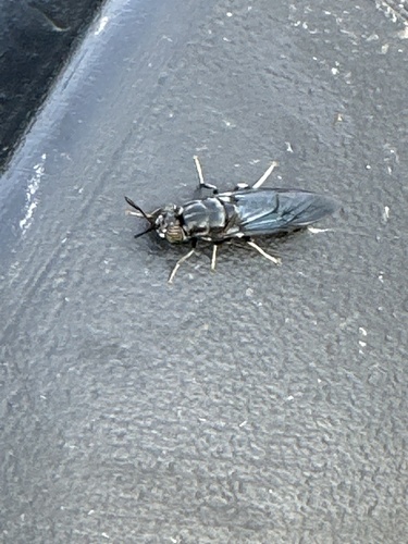 Unknown species found near Twin Springs Rd N, Kerrville, TX, US