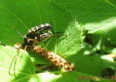 Leptura annularis
