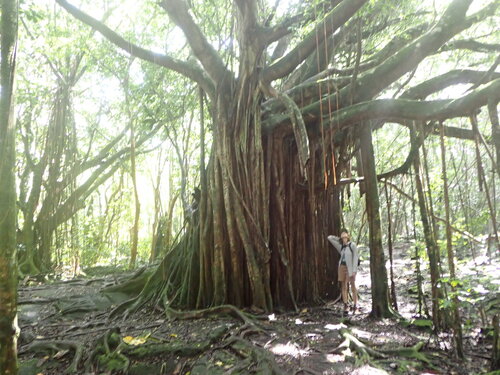Ficus microcarpa observed 2025-11-20