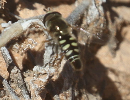 Unknown species found near Yavapai, Arizona, United States