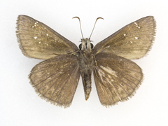 Erynnis meridianus