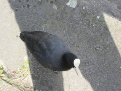 Fulica atra