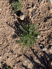 Astragalus allochrous