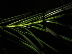 Rhynchospora polyphylla