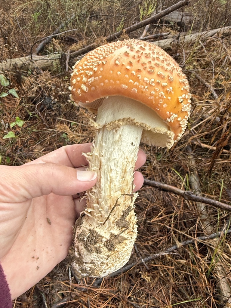 Amanita persicina · November 2025 · photo: © ashleyrsteel (iNaturalist, cc-by)
