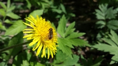 Parhelophilus laetus